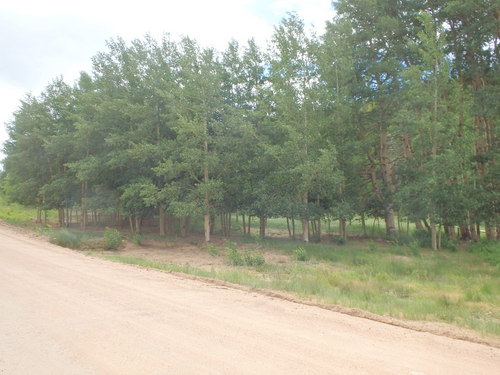 GDMBR: An old Aspen Grove.